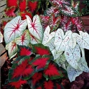 Meet your Posher, Suzanne c